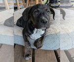 Small #3 Mutt
