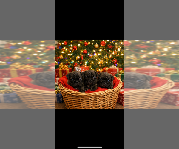 Medium Photo #11 Pug Puppy For Sale in CLEARWATER, FL, USA