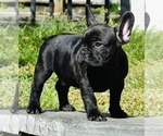 Small Photo #1 French Bulldog Puppy For Sale in Hollywood, FL, USA
