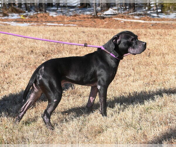 Medium Photo #7 Mutt Puppy For Sale in Glen Allen, VA, USA
