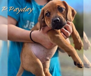 Mutt Dogs for adoption in Vail, AZ, USA