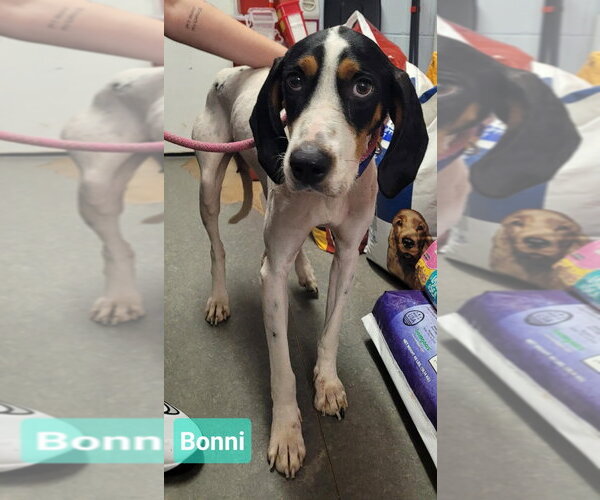 Medium Photo #3 Treeing Walker Coonhound Puppy For Sale in Richmond, IN, USA