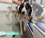 Small Photo #3 Treeing Walker Coonhound Puppy For Sale in Richmond, IN, USA