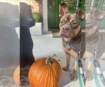 Small #10 American Staffordshire Terrier-Bulldog Mix