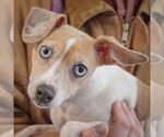 Small #5 Italian Greyhound Mix