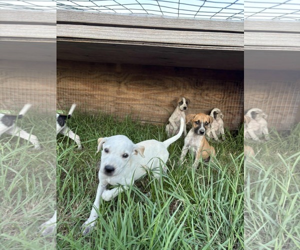 Medium Photo #11 Labbe Puppy For Sale in Princeton, MN, USA