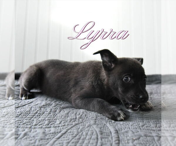 Medium Photo #1 Mutt Puppy For Sale in Sandy, UT, USA