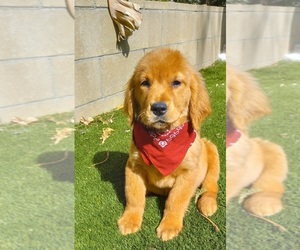 Golden Retriever Puppy for sale in BEVERLY HILLS, CA, USA