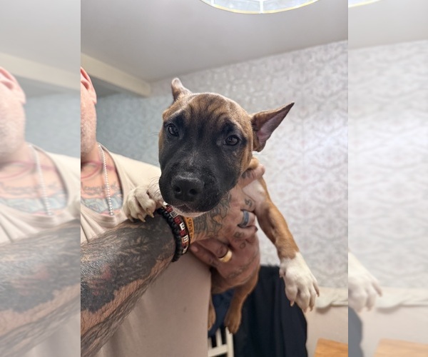 Medium Photo #3 Miniature Bull Terrier Puppy For Sale in ABINGTON, PA, USA