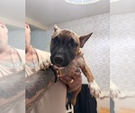 Small #2 Miniature Bull Terrier