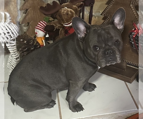 Medium Photo #1 French Bulldog Puppy For Sale in HUDSON, FL, USA