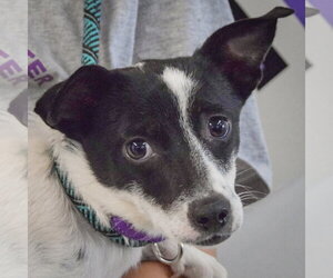 Dachshund-Unknown Mix Dogs for adoption in Huntley, IL, USA
