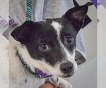 Glastonbury - Female Dachshund-Unknown Mix Dog for Adoption - Small photo