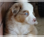 Small Photo #17 Australian Shepherd Puppy For Sale in OZARK, AR, USA