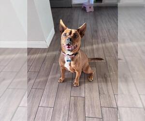 American Pit Bull Terrier-Unknown Mix Dogs for adoption in Sacramento, CA, USA