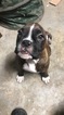 Small Photo #1 Boxer Puppy For Sale in ELKHART, IN, USA