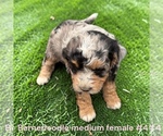 Small #7 Bernedoodle (Miniature)