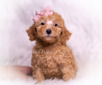 Puppy Pixie F1B Maltipoo (Toy)