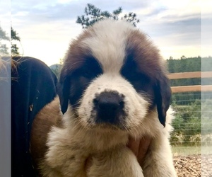 Saint Bernard Puppy for sale in HESPERUS, CO, USA