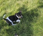 Small #2 Rat Terrier