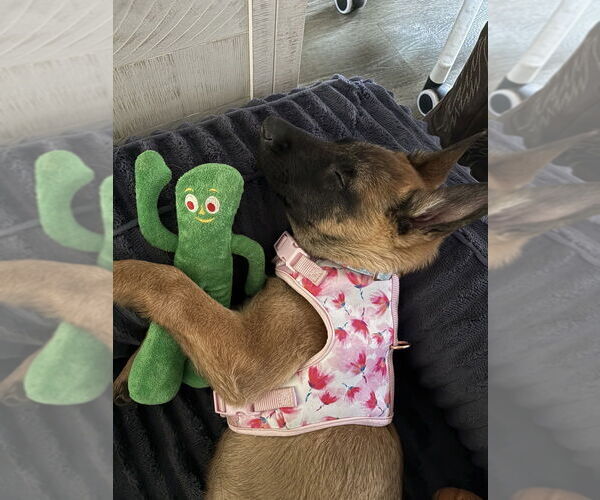 Medium Photo #5 Mutt Puppy For Sale in Imlay City, MI, USA