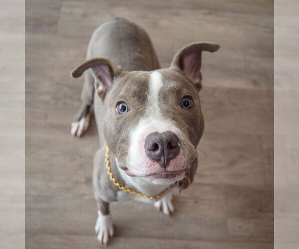 Medium Photo #5 American Staffordshire Terrier-Unknown Mix Puppy For Sale in Huntley, IL, USA