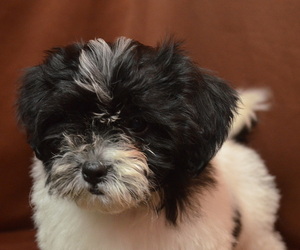 Shih-Poo Puppy for sale in PATERSON, NJ, USA
