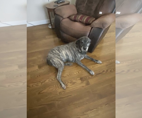 Medium Photo #2 Mastador Puppy For Sale in Crystal, MN, USA