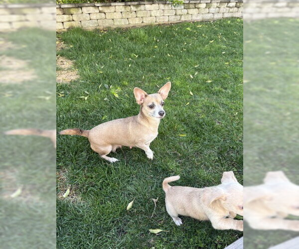 Medium Photo #18 Chiweenie Puppy For Sale in Oakhurst, NJ, USA