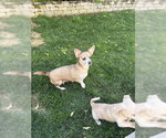 Small #17 Chiweenie
