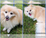 Small #2 Pomeranian Mix