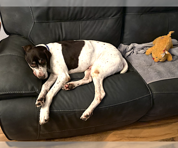 Medium Photo #1 German Shorthaired Pointer Puppy For Sale in Menlo Park, CA, USA