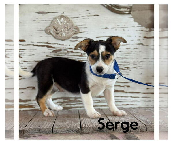 Medium Photo #1 Mutt Puppy For Sale in Jefferson, NJ, USA