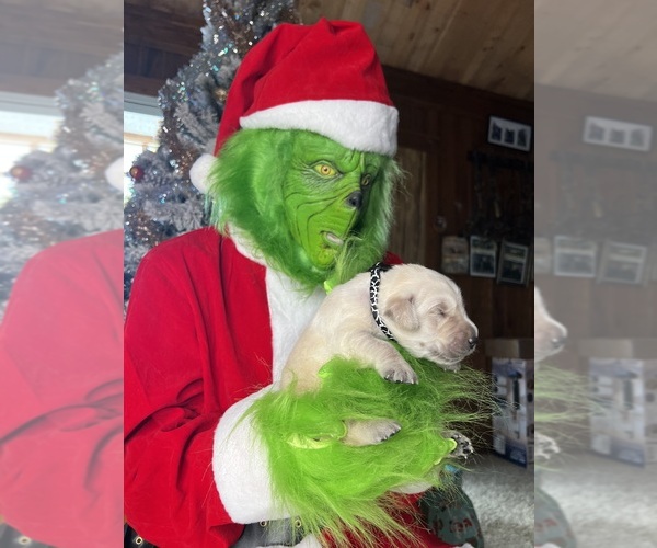 Medium Photo #5 Golden Retriever Puppy For Sale in NEOLA, WV, USA