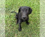 Small #2 Labrador Retriever Mix