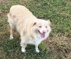 Mother of the Goldendoodle-Miniature Australian Shepherd Mix puppies born on 07/01/2025