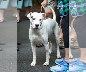 American Staffordshire Terrier-Labrador Retriever Mix Dogs for adoption in Arlington, VA, USA