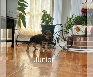 Medium Beagle