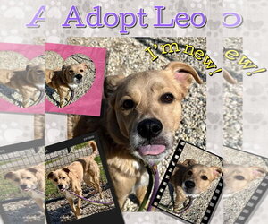 Labrador Retriever-Unknown Mix Dogs for adoption in Jackson , NJ, USA