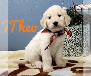 Goldendoodle Puppy for sale in CEDAR GAP, MO, USA