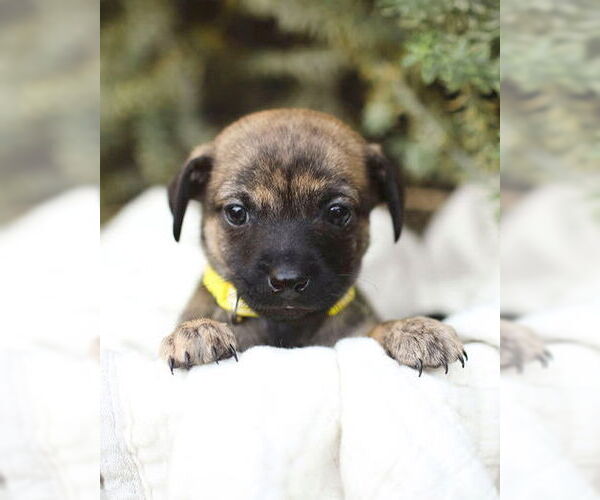 Medium Photo #7 Chi-Poo (Miniature) Puppy For Sale in Corona, CA, USA