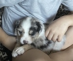 Small #2 Miniature American Shepherd