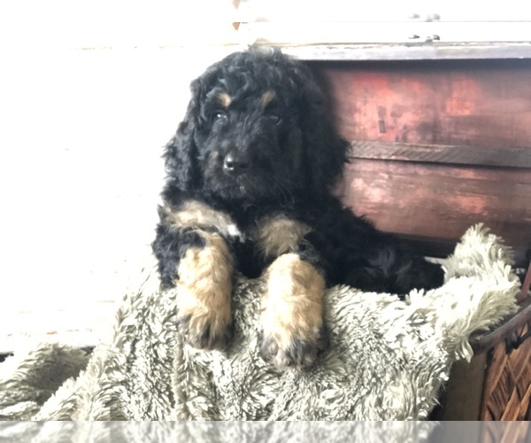 Medium Photo #1 Bernedoodle Puppy For Sale in NATURAL BRG, VA, USA