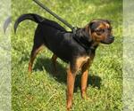Small #1 Beagle-Chihuahua Mix