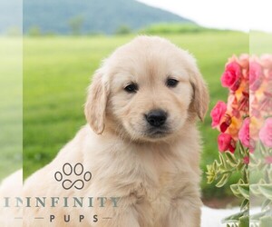 Golden Retriever Puppy for sale in NEWPORT, PA, USA