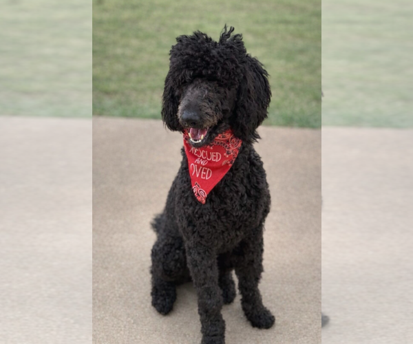 Medium Photo #2 Poodle (Standard) Puppy For Sale in Euless, TX, USA