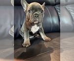 Small Photo #6 French Bulldog Puppy For Sale in NEWARK, OH, USA