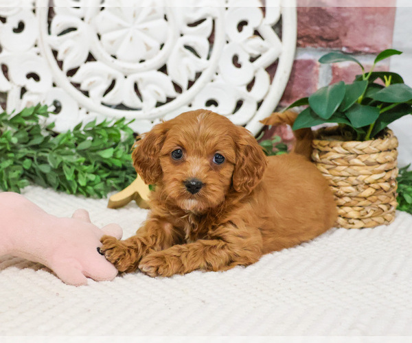 Medium Photo #5 Cavapoo (Miniature) Puppy For Sale in SYRACUSE, IN, USA