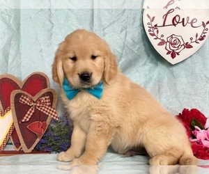 Golden Retriever Puppy for sale in LANCASTER, PA, USA