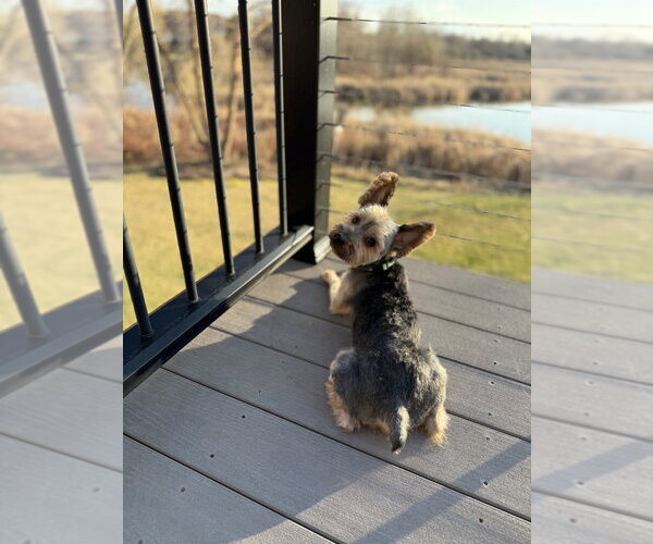 Medium Photo #1 Silky Terrier-Unknown Mix Puppy For Sale in Andover, MN, USA